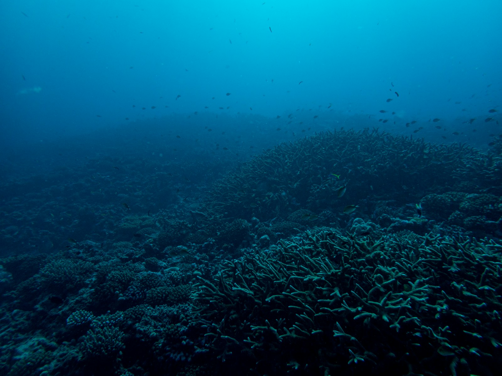 Coral reef with staghorn coral and reef fish, Maldives