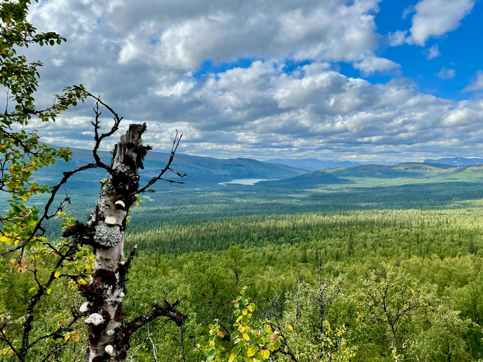 Birch over a forested valley and lake on the King's Trail