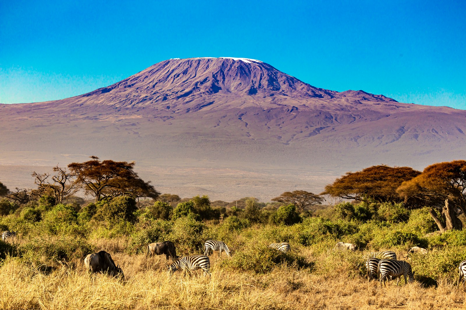 Snow-capped Kilimanjaro over savanna and acacias