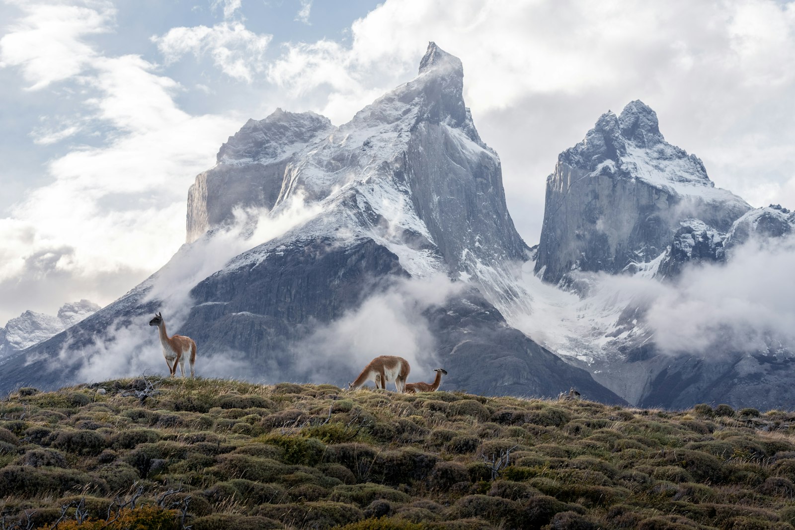 Guanacos below the Paine peaks, Patagonia