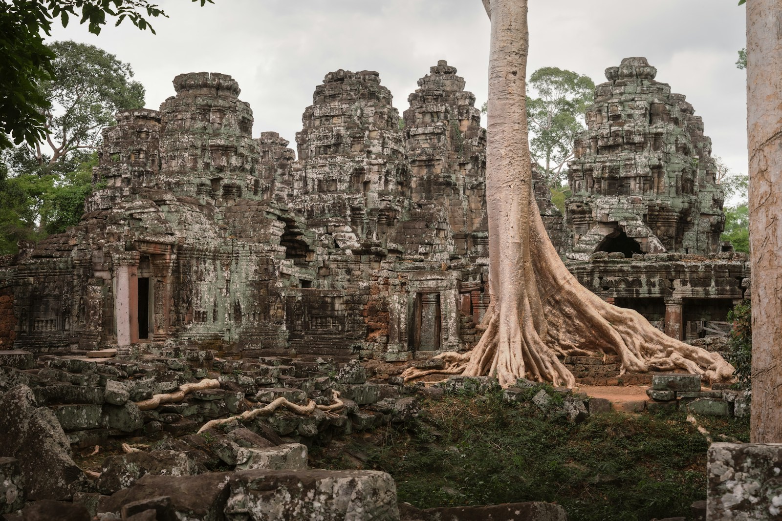 Silk-cotton tree roots over Ta Prohm's ruins, Angkor