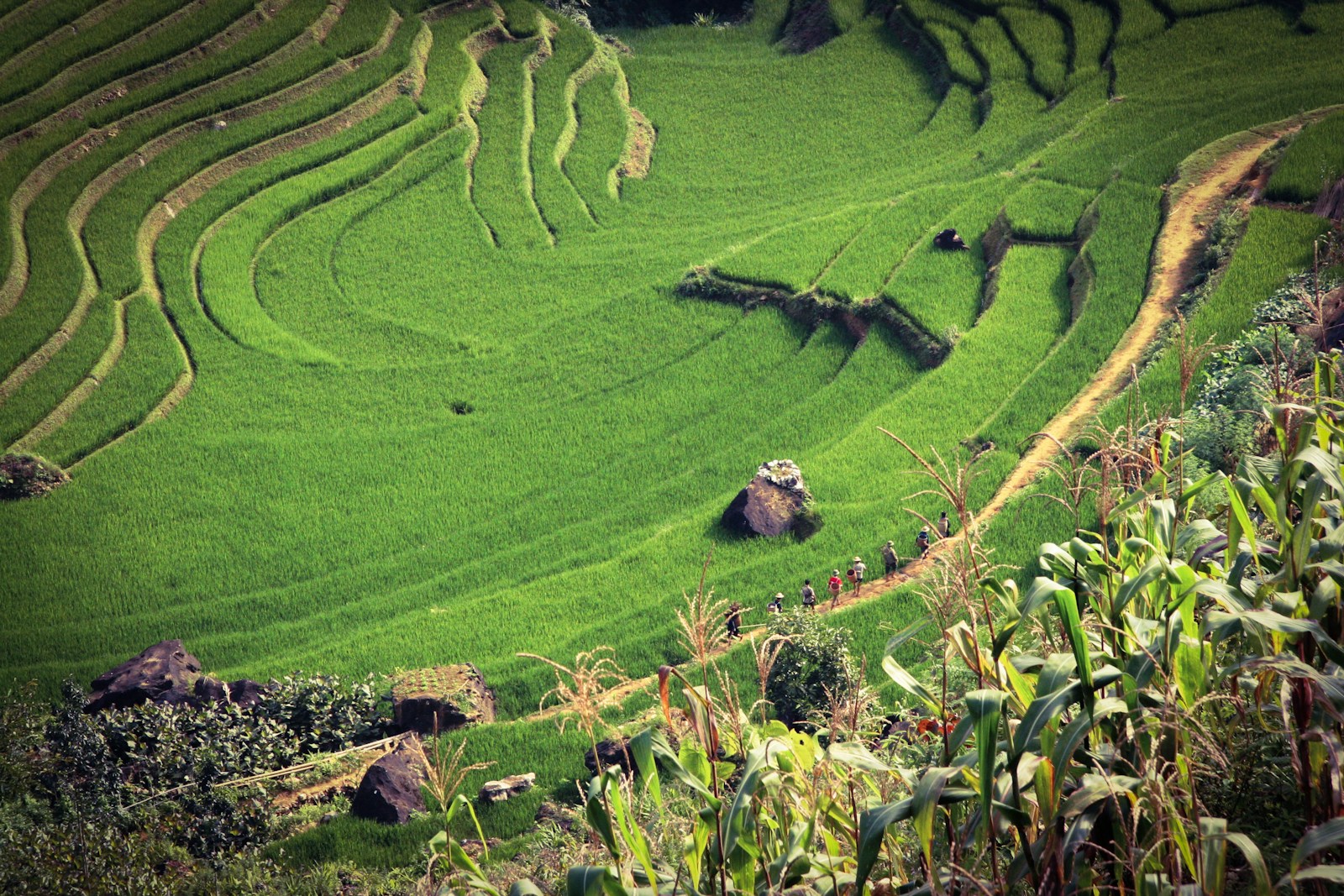 Terraced rice paddies with trekkers, Vietnam