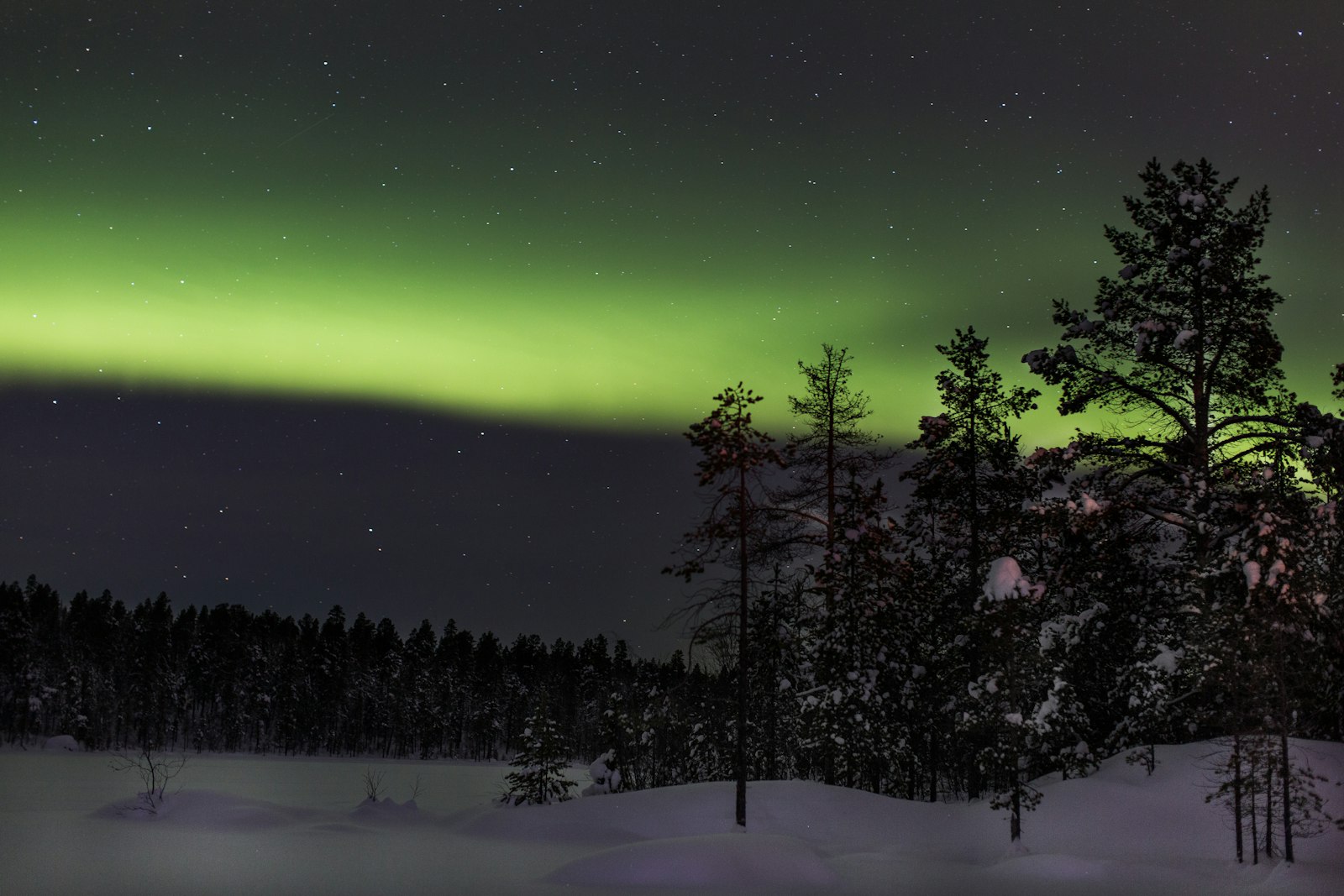Aurora borealis over a snowy pine forest, Finnish Lapland