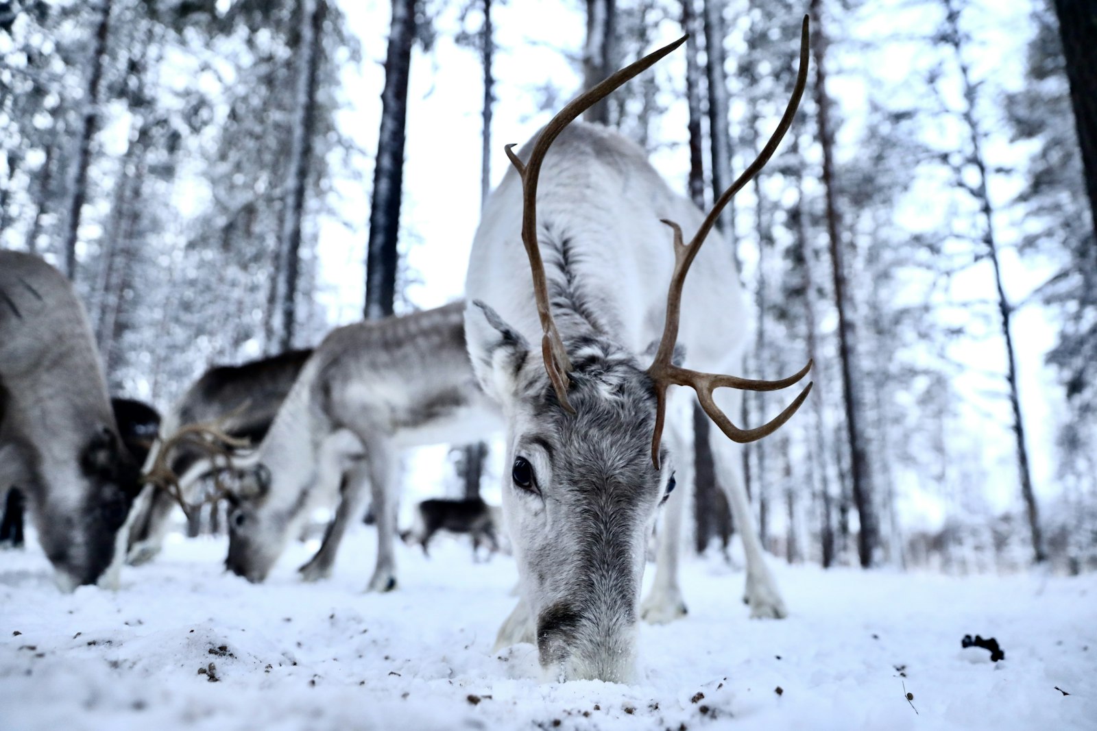Reindeer herd grazing in the snow, Finnish Lapland