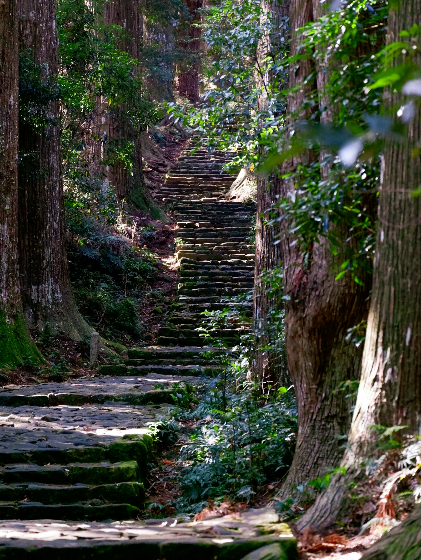 Moss-covered stone steps through cedar forest, Kumano Kodo