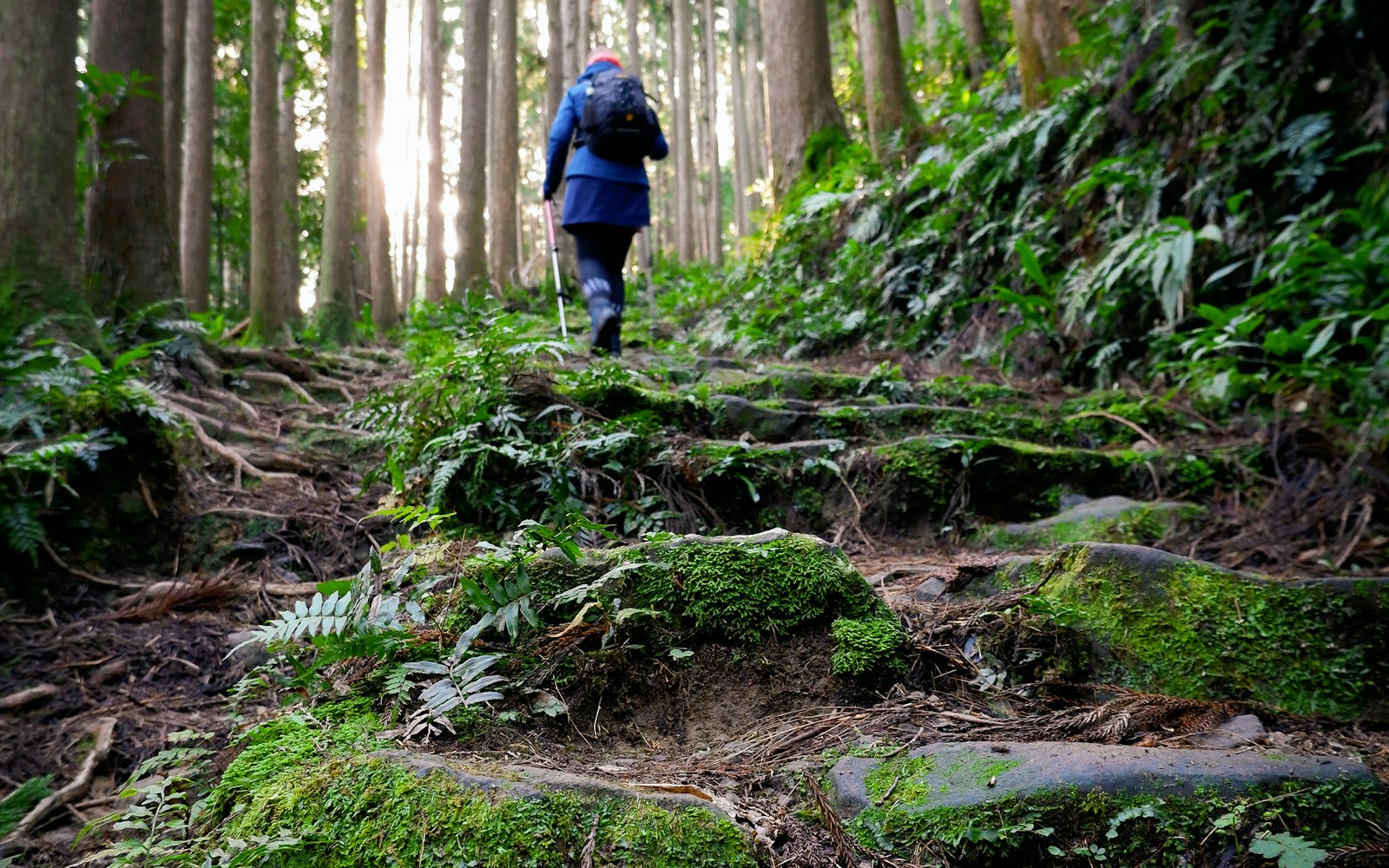 Mossy stone steps beneath a torii gate on the Kumano Kodo trail
