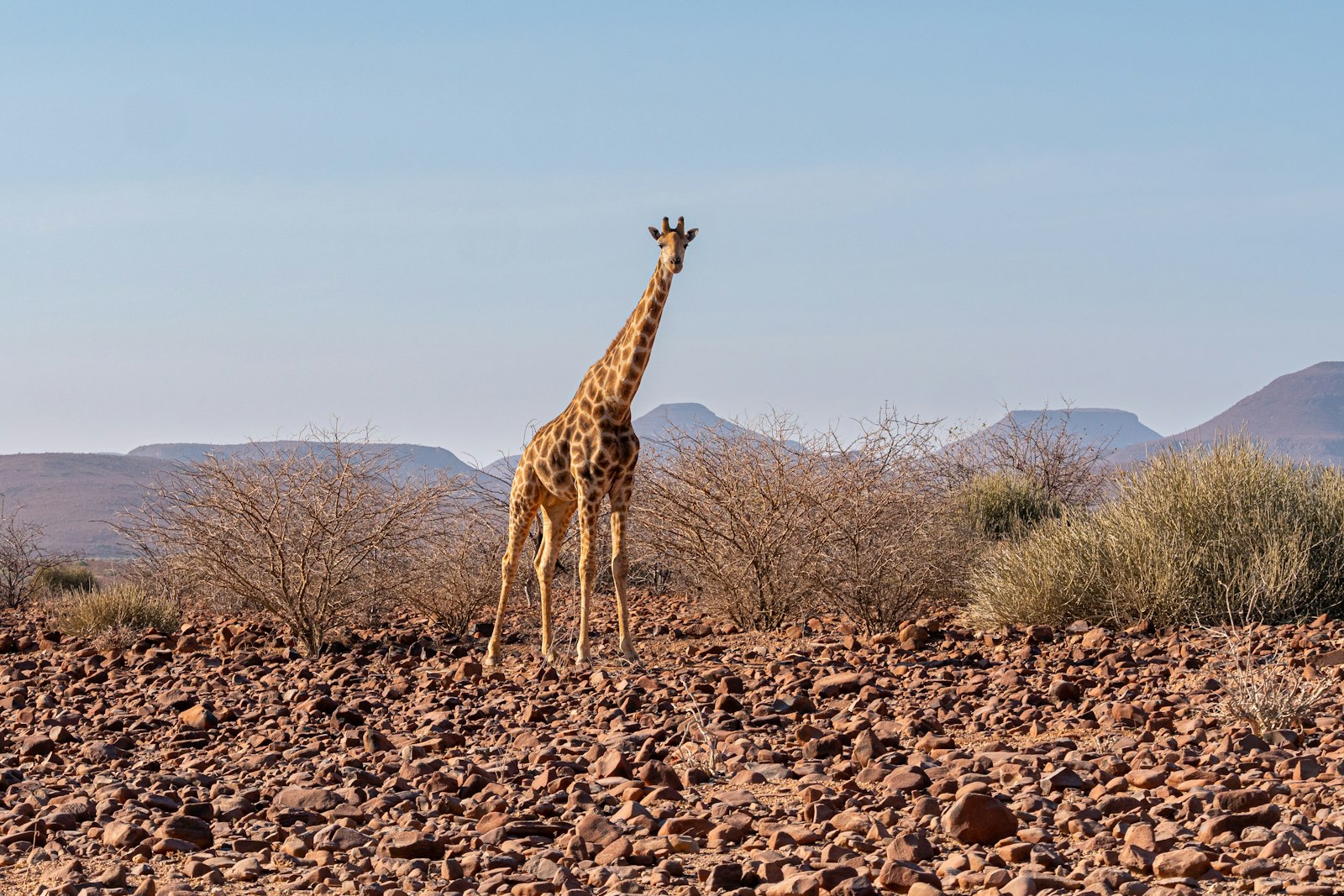 Lone giraffe on a red desert plain, Damaraland, Namibia