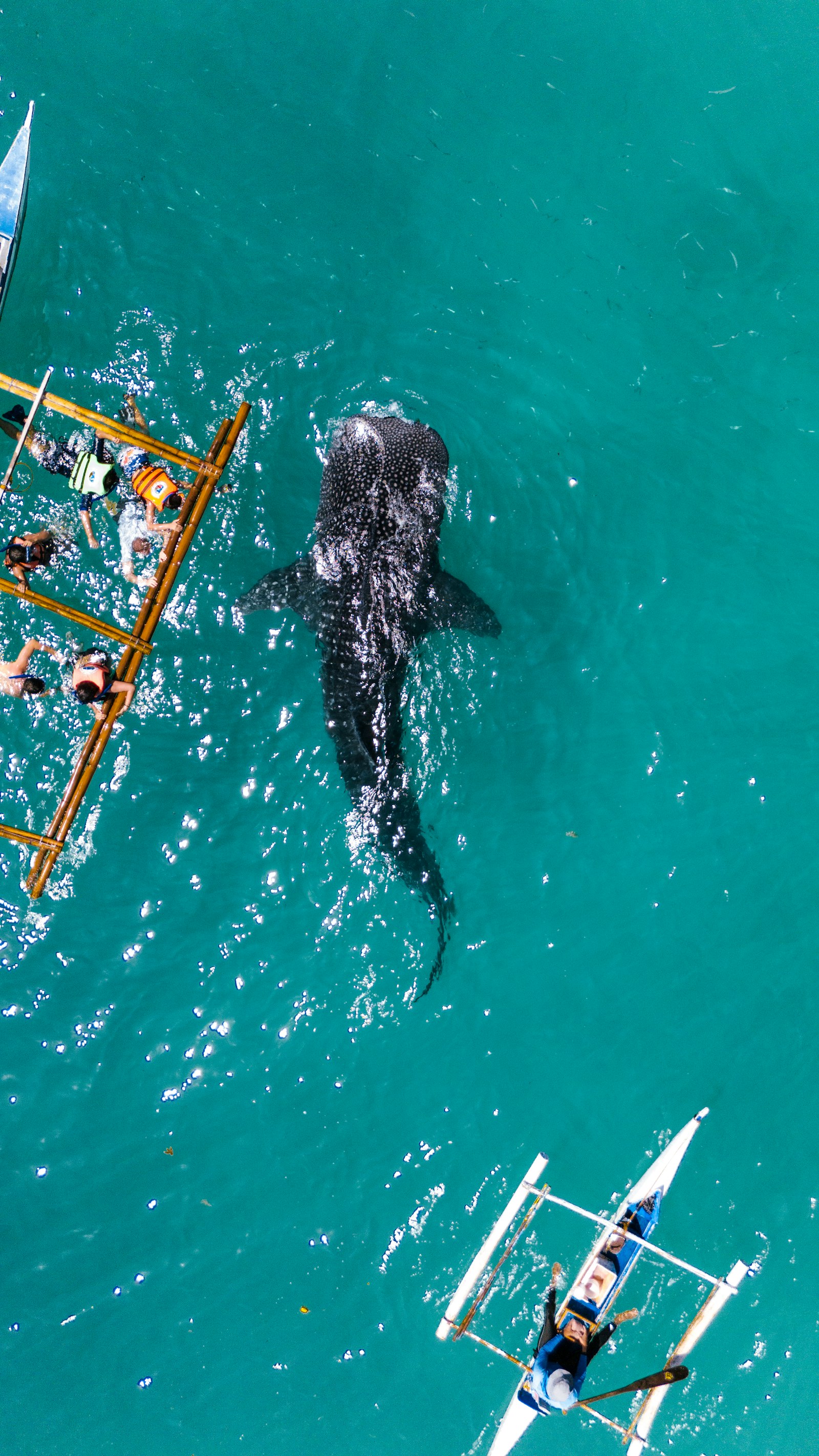 Snorkellers beside a whale shark, Mafia Island, Tanzania