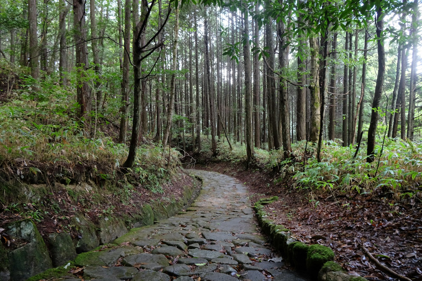Stone-paved Nakasendo trail through cedar forest, Japan