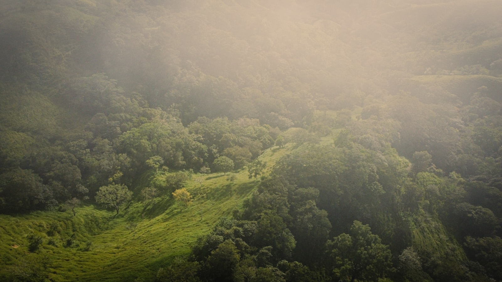 Misty Monteverde cloud-forest canopy at sunrise, Costa Rica