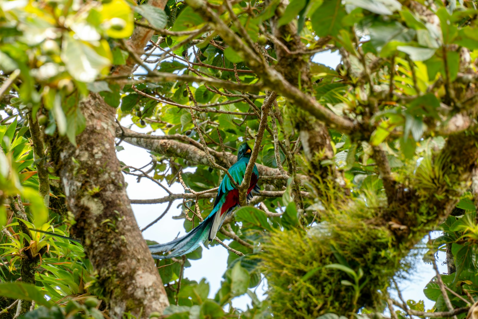 Resplendent quetzal in a mossy tree, Monteverde, Costa Rica