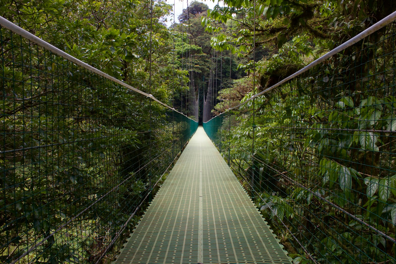 Suspension bridge through the cloud-forest canopy, Monteverde