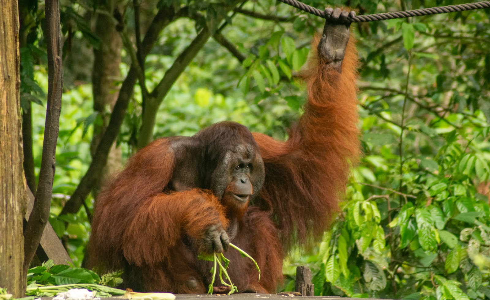 Orangutan hanging from a rope at the Sepilok feeding platform