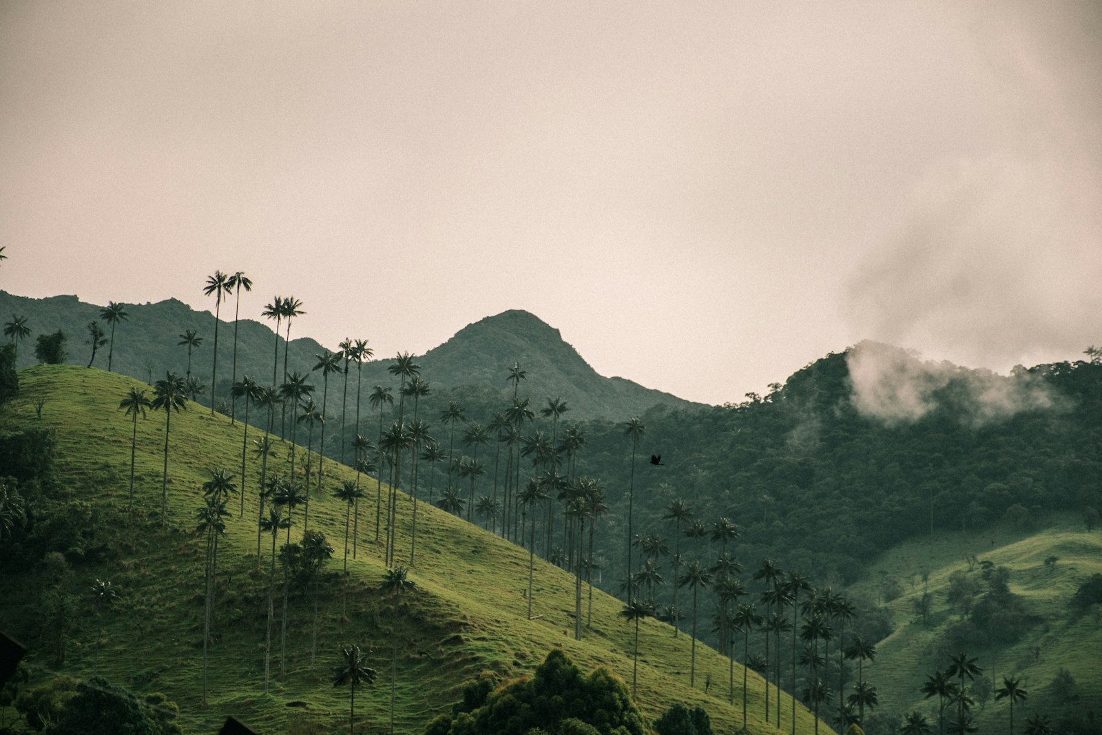 Mist rolling over palm-studded ridgelines in the coffee region