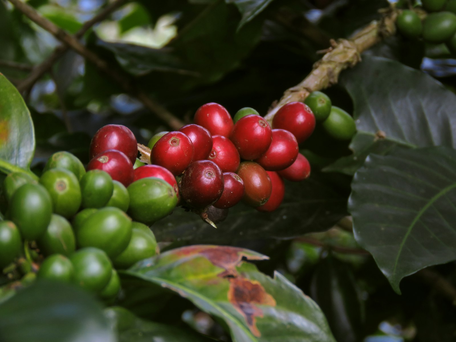 Ripe red coffee cherries on the branch at a Colombian finca