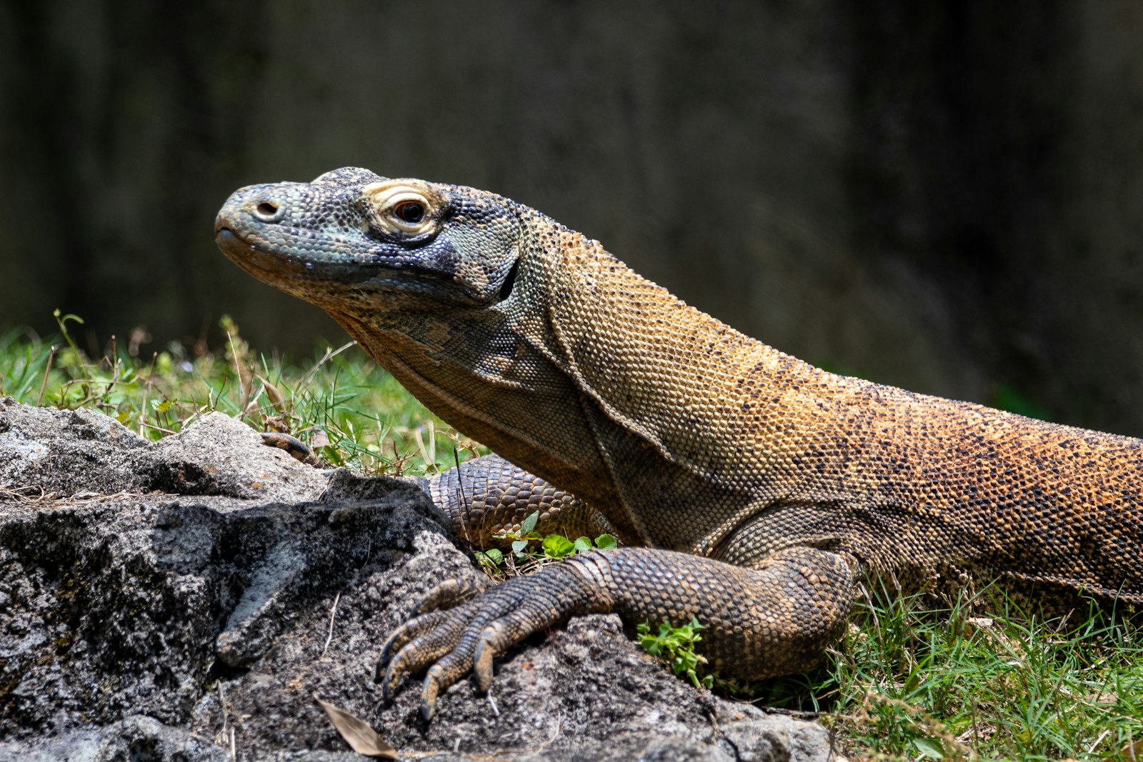 A wild Komodo dragon resting on rock and grass