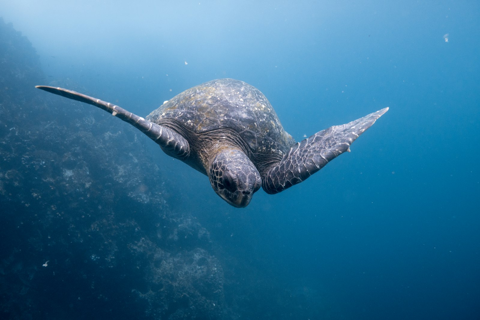 Green sea turtle gliding through Galápagos waters