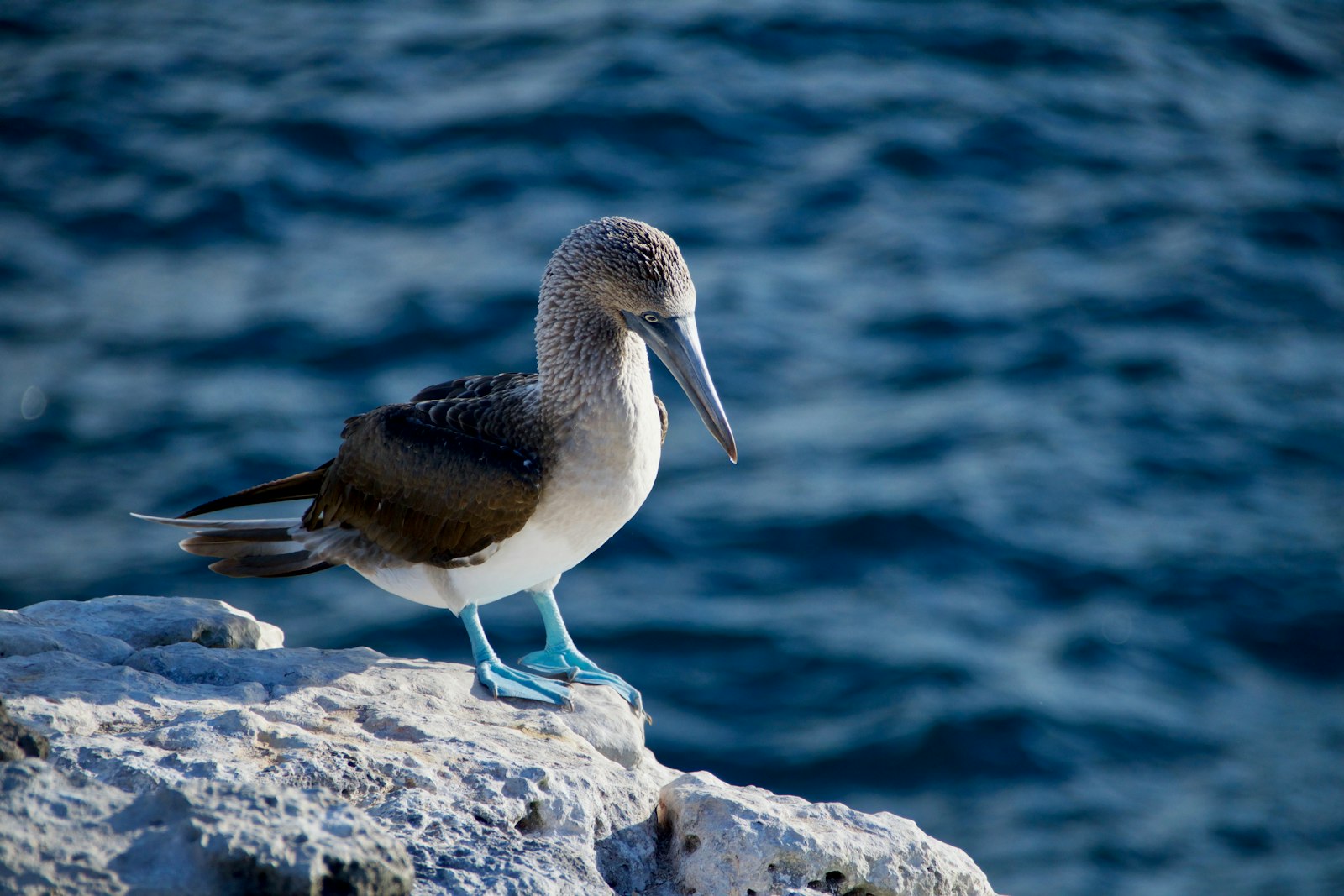 Blue-footed booby perched on volcanic rock above the sea