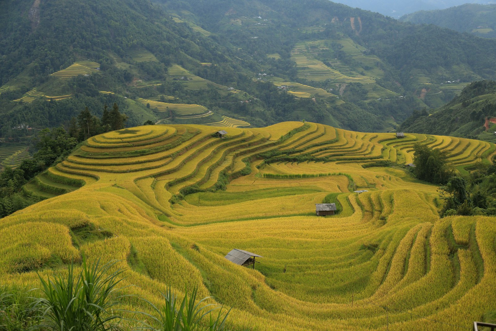 Golden rice terraces cut into the hillsides near Hoang Su Phi