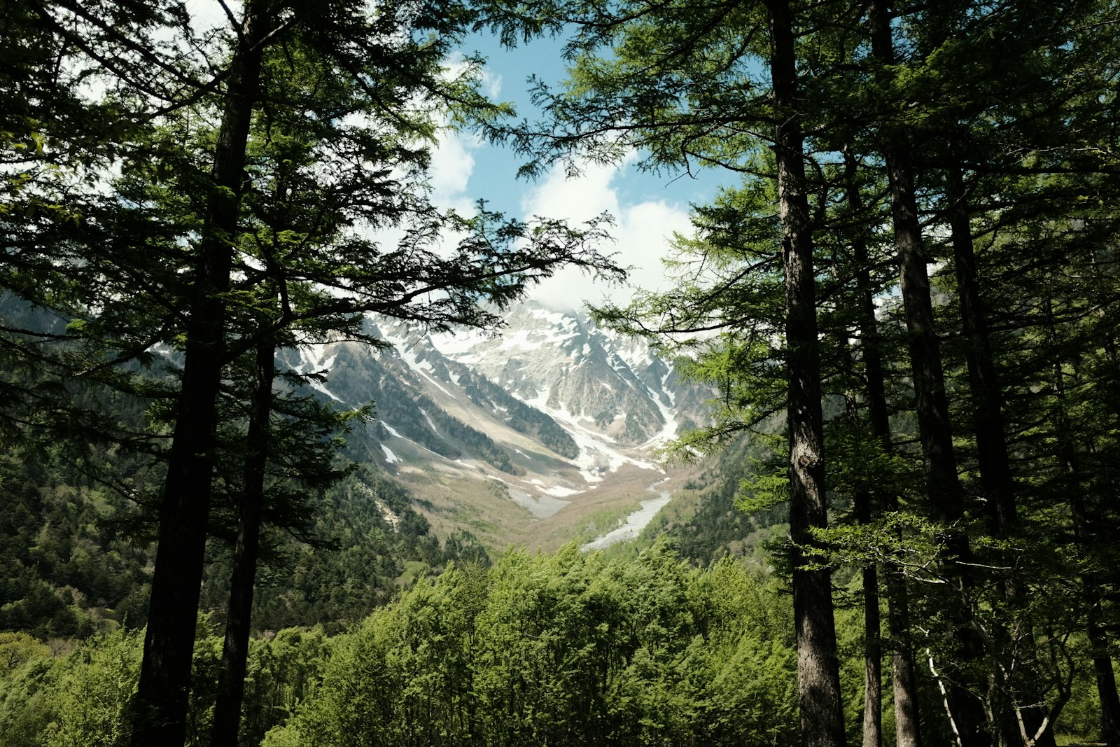 Snow-capped Japan Alps peak framed by forest