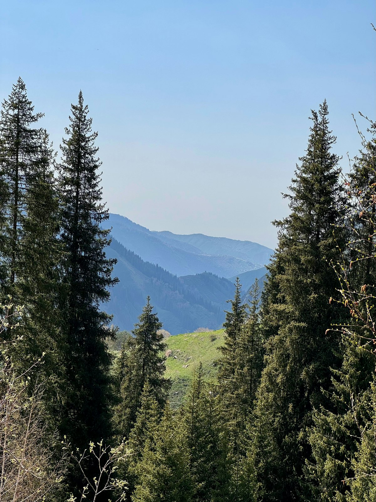 Spruce forest view of the Trans-Ili Alatau range