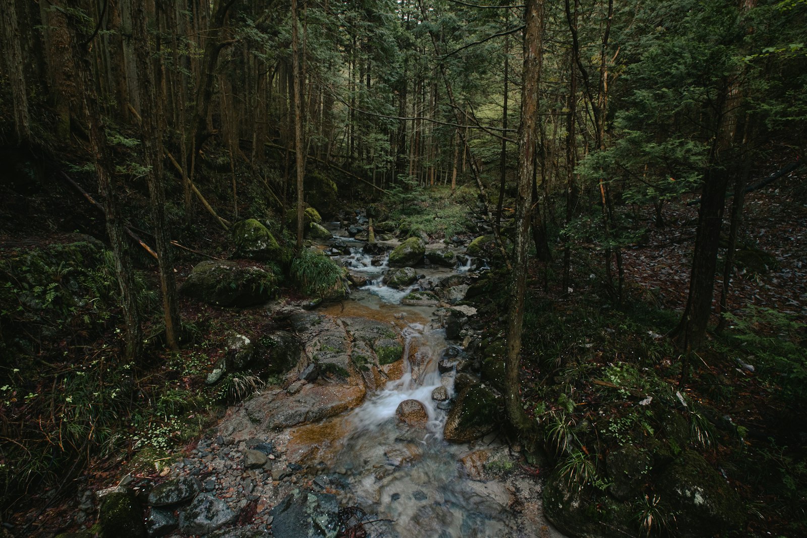 Cedar forest stream along the Kiso Valley trail