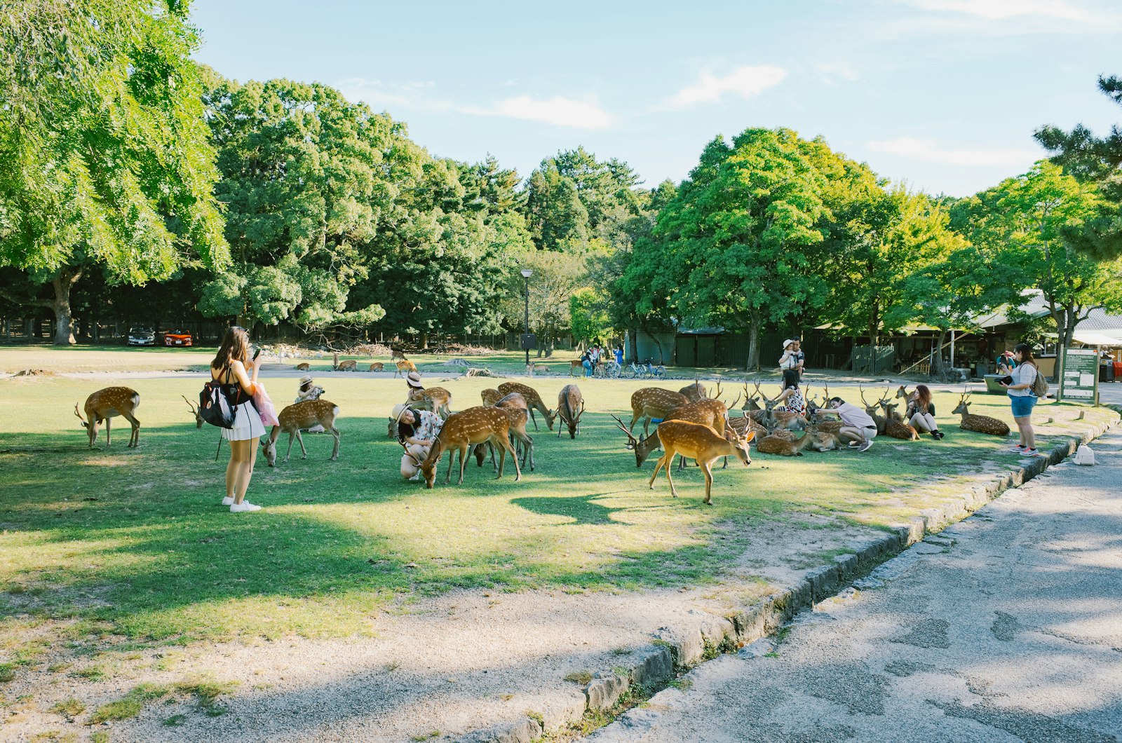 Wild sika deer and visitors in Nara Park