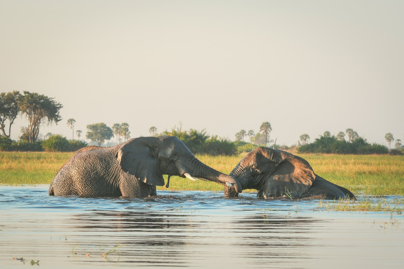 Two elephants greeting each other in a delta floodplain