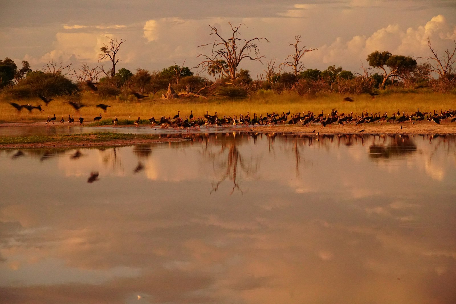Waterbirds gathered at sunset on a delta lagoon