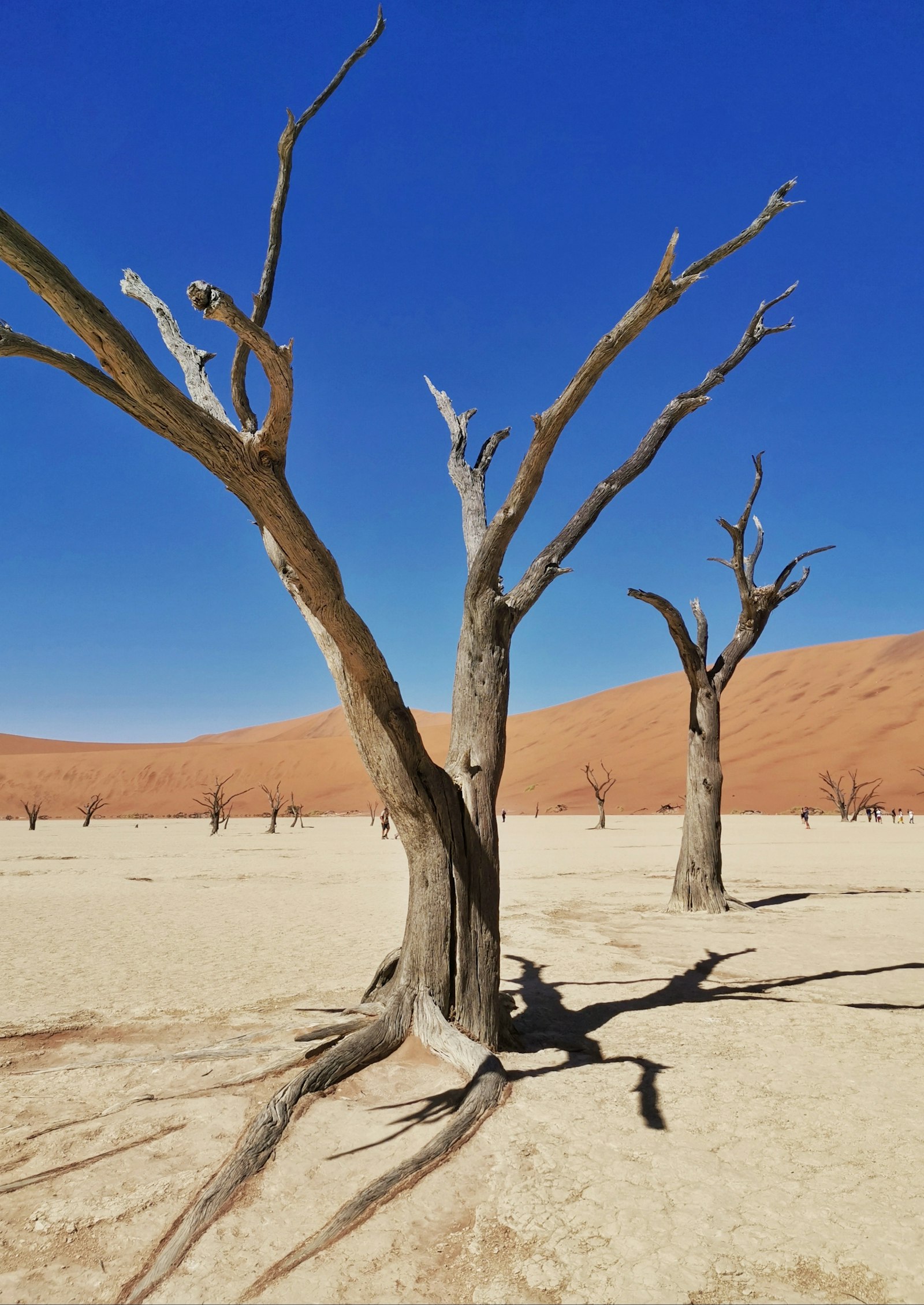 Fossilised camel thorn trees on the white clay pan of Deadvlei