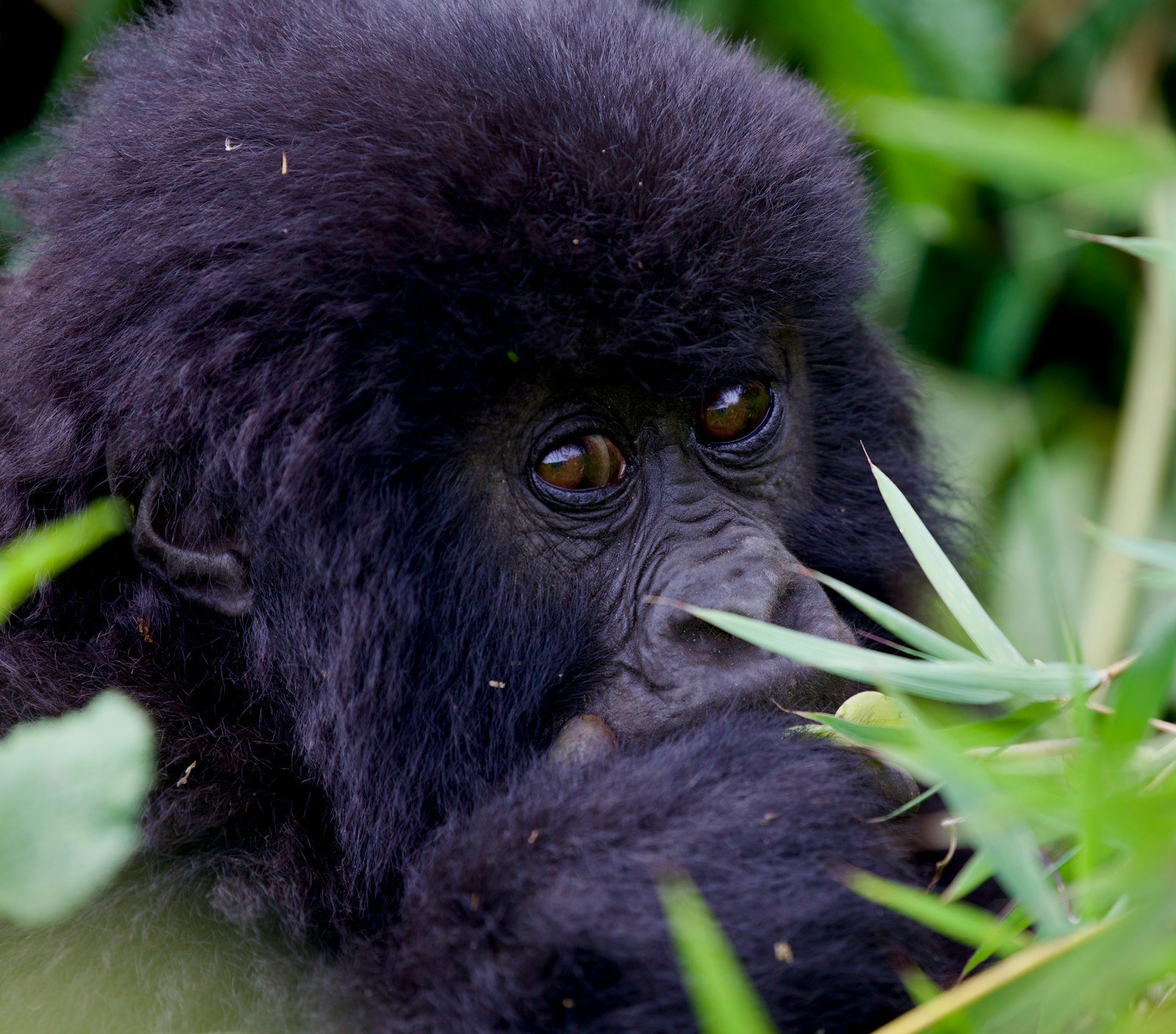 Close-up of a juvenile mountain gorilla in the undergrowth
